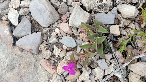 Callisia navicularis, photograph 6