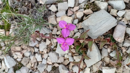Callisia navicularis