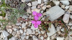 Callisia navicularis
