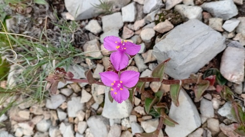 Callisia navicularis, photograph 3