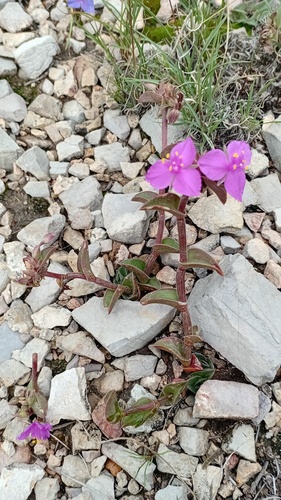 Callisia navicularis, photograph 1