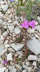 Callisia navicularis, photograph (c) Oscar Israel Rodríguez Ortiz, some rights reserved (CC BY)