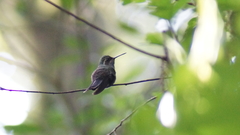 Lampornis amethystinus