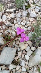 Callisia navicularis, photograph (c) Oscar Israel Rodríguez Ortiz, some rights reserved (CC BY)