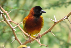 Cinnamon Weaver photo 1