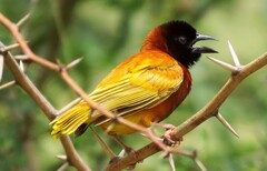 Cinnamon Weaver photo 2