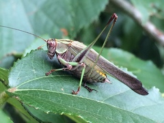 Enthephippion olivaceum