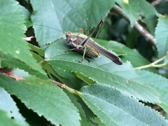 Enthephippion olivaceum