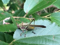 Enthephippion olivaceum