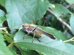 Enthephippion olivaceum