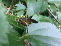 Enthephippion olivaceum