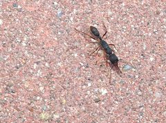 Harpegnathos venator