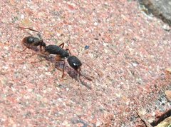 Harpegnathos venator