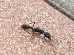 Harpegnathos venator