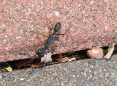 Harpegnathos venator