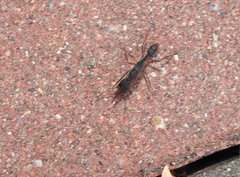 Harpegnathos venator