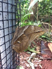 Eryphanis automedon