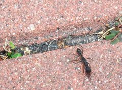 Harpegnathos venator