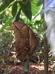 Eryphanis automedon
