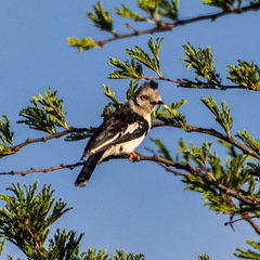 Prionops poliolophus