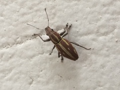 Naupactus dissimilis