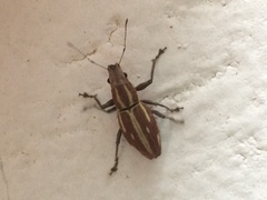 Naupactus dissimilis