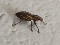 Naupactus dissimilis