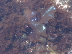 Mazzaella splendens