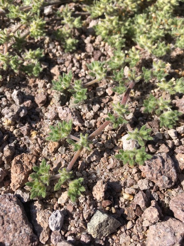 Tiquilia paronychioides, photograph 6
