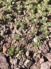 Tiquilia paronychioides, photograph Matt Berger, CC BY, iNaturalist via GBIF