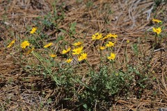 Arnica nevadensis