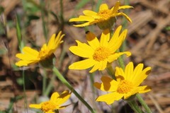 Arnica nevadensis