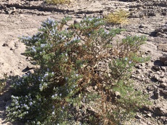 Nolana rhombifolia