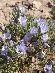 Nolana rhombifolia