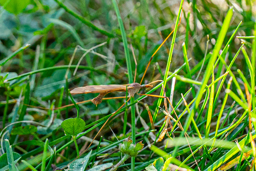 Tipula ultima photo 5