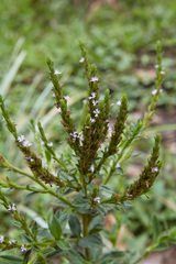 Pseudelephantopus spiralis