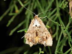 Arrade leucocosmalis