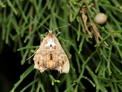 Arrade leucocosmalis