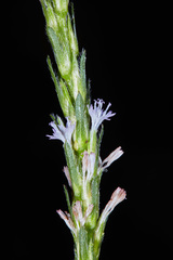 Pseudelephantopus spiralis