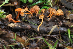 Lactarius strigosipes