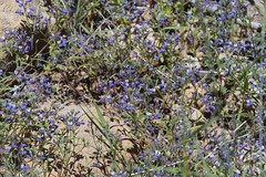 Collinsia torreyi