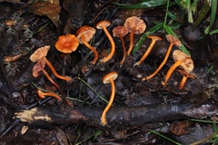 Lactarius strigosipes
