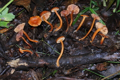 Lactarius strigosipes