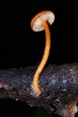 Lactarius strigosipes