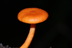 Lactarius strigosipes