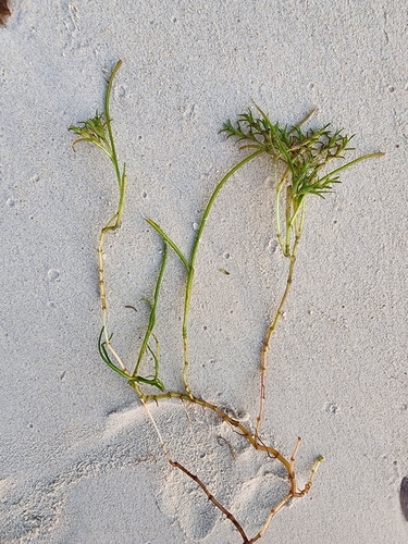 Syringodium isoetifolium observed 2025-10-01