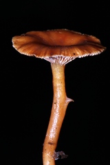 Lactarius strigosipes