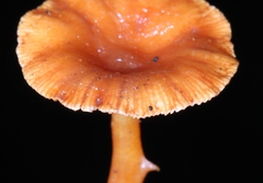 Lactarius strigosipes
