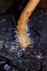 Lactarius strigosipes