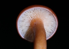 Lactarius strigosipes